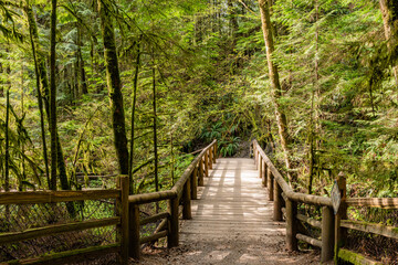 Obraz premium A hiking trail winds through a forest of giant trees in a forest park Capilano River Regional Park North Vancouver Canada