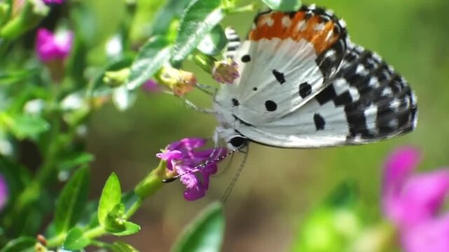 butterfly on flower