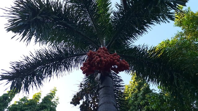 Areca palm fruit on the tree. Also known as Pohon pinang, Areca catechu, Betel Palm.