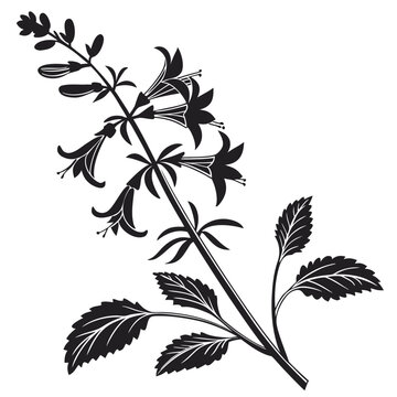 Plectranthus Flower Branch with Bell-Shaped Blooms and Serrated Veined Leaves Silhouette Illustration