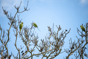 Two Green Parakeets Resting Winter
