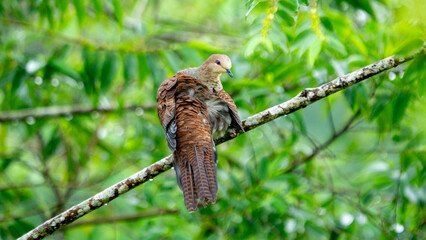 Macropygia unchall (Barred Cuckoo-Dove). The barred cuckoo-dove occurs from the Himalayas to Southeast Asia.