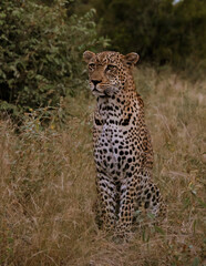 Obraz premium Majestic leopard in the vibrant grasses of Kruger National Park, South Africa