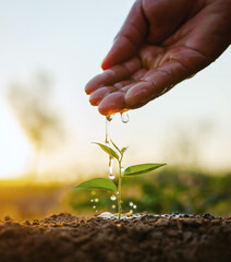 hand is pouring water on a small plant