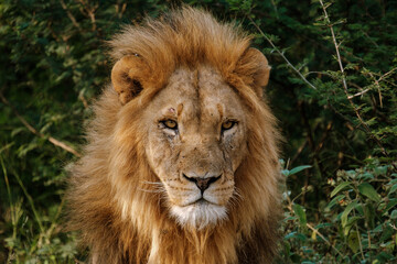 Fototapeta premium Majestic lion gazing into the distance in Kruger National Park, South Africa