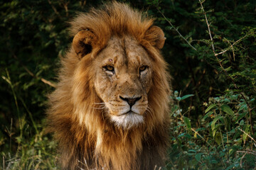 Obraz premium Majestic lion roams the wilds of Kruger National Park in South Africa during golden hour