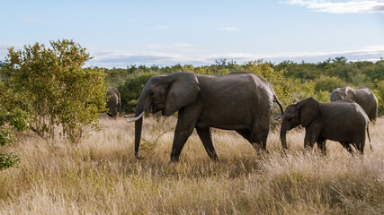 Fototapeta premium Majestic elephants roaming the grasslands of Kruger National Park in South Africa