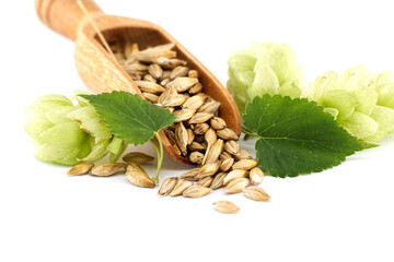 Fresh Barley Grains and Hops with Wooden Scoop on White Background