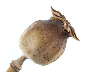Dried poppy seed head with intricate crown detail against a clean white background