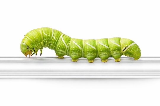 Bright green caterpillar crawling on clear acrylic rod elevated side profile extreme macro realism high key studio photo