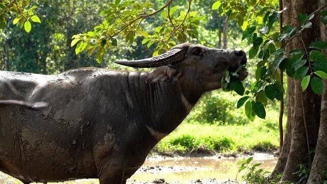 Mud-caked water buffalo grazes on green leaves in a lush forest