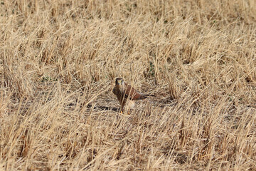 田んぼの中で、獲物を探すチョウゲンボウ