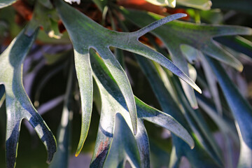 大きな葉のコウモリラン