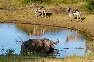 Fototapeta premium Majestic wildlife encounter in Kruger National Park, South Africa with buffalo and zebras