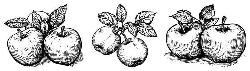 Collection of hand drawn apple fruit sketches with leaves and branches © Kaz