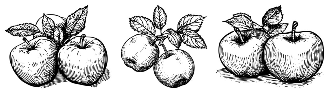 Collection of hand drawn apple fruit sketches with leaves and branches