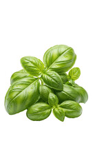Obraz premium Fresh Basil Leaves Close Up for Culinary Use.