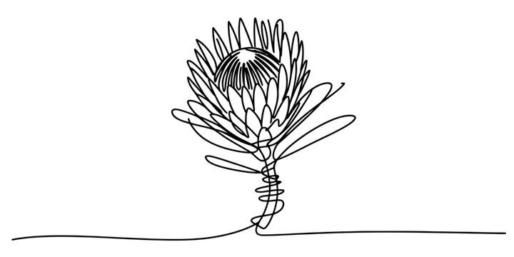 Minimalist continuous line art drawing capturing the elegant form of a protea flower Vector, illustration