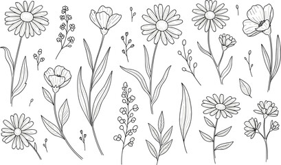 Hand drawn wildflower line art set with daisy chamomile and meadow floral elements for wedding invitation design flat vector illustration © VectoVerse