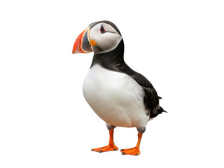 Naklejka premium A puffin standing on a plain surface looking to the side isolated on transparent background