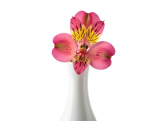 Obraz premium A white vase with pink flowers isolated on transparent background