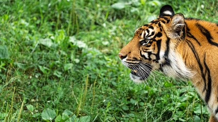 Obraz premium A stunning portrait of a Sumatran tiger in its natural habitat. This image symbolizes strength and resilience, ideal for conservation efforts and raising wildlife awareness.