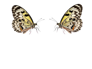 Obraz premium Two butterflies with yellow and black wings on white isolated on transparent background