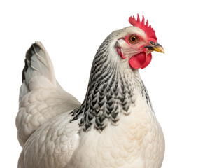 Fototapeta premium Closeup of a white chicken with black feathers on neck isolated on transparent background