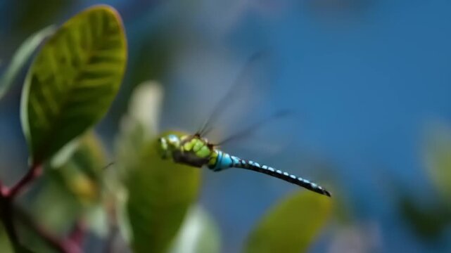 Dragonfly in flight against blue background and green foliage
