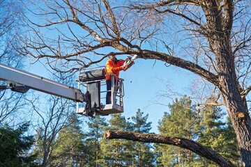 An arborist in an orange jacket uses a chainsaw from a boom lift to trim a large tree. The professional focuses on tree maintenance, ensuring safety and proper care. © Ilja
