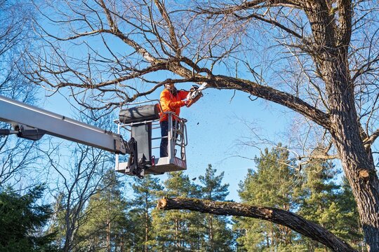 An arborist in an orange jacket uses a chainsaw from a boom lift to trim a large tree. The professional focuses on tree maintenance, ensuring safety and proper care.