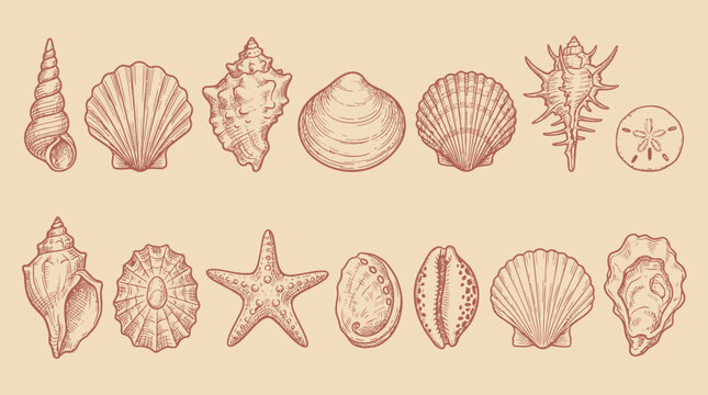 Vintage engraved vector set of varied seashells, starfish and sand dollar on a beige background, concept for coastal branding, vacation packaging and marine education