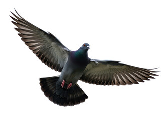 Obraz premium Flying pigeon bird in mid air on isolated transparent background with wings spread wide open