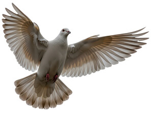 Obraz premium Gray pigeon in flight with wings spread wide isolated on transparent background