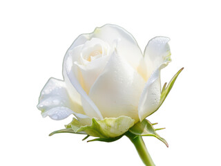 Closeup of a single white rose isolated on transparent background