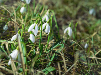 White snowdrop flower in springtime