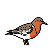 Obraz premium A colorful bird with orange, brown, and white feathers