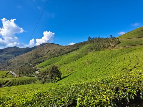 Lush Green Tea Plantations Rolling Across Misty Hills in Munnar, Kerala - South India's Hill Station Beauty