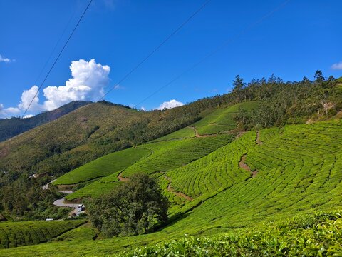 Lush Green Tea Plantations Rolling Across Misty Hills in Munnar, Kerala - South India's Hill Station Beauty