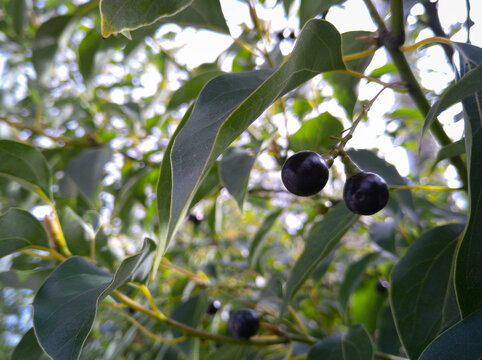 Camphor Berry Tree Close Up in Sunlight