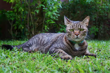 Alert tabby cat resting on grass in the garden
