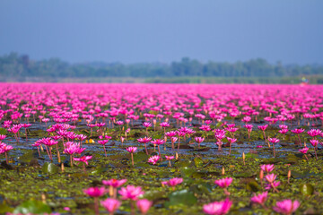 A pond of red lotuses
