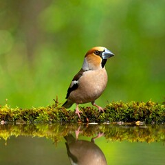 Obraz premium A small bird with brown and black feathers stands on a mossy ledge