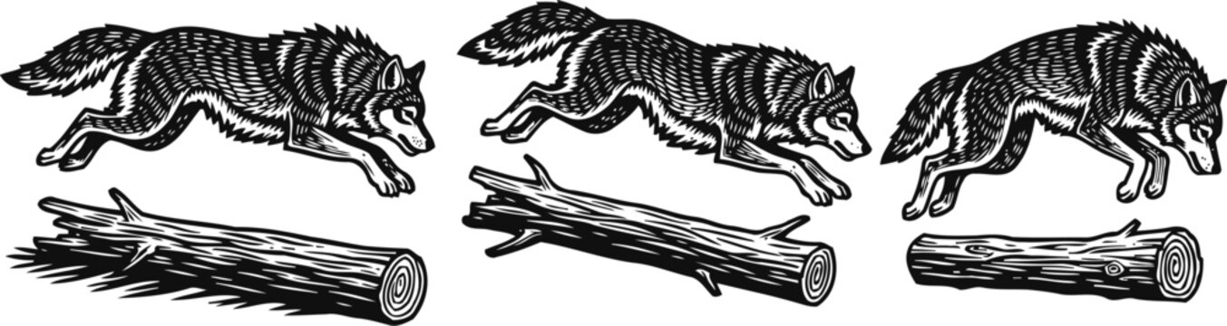 vintage woodcut illustration of a wolf jumping over a fallen tree log in three dynamic poses