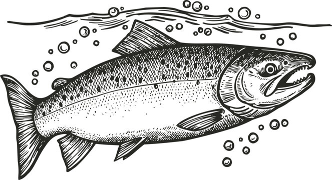 Detailed hand drawn salmon fish illustration with water bubbles, aquatic wildlife engraving