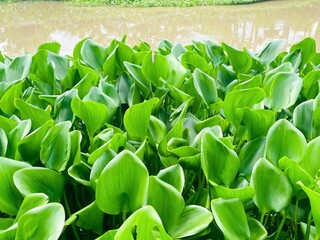 Lush green leaves of the water hyacinth (Eichhornia crassipes) flourish alongside a water body. The broad shiny leaves create a dense, bushy texture indicative of a tropical or subtropical environment
