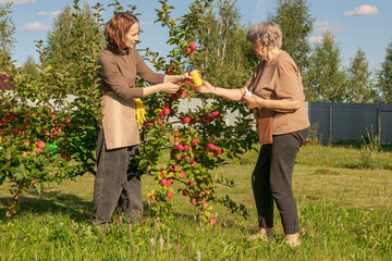 women meet and discuss the apple harvest