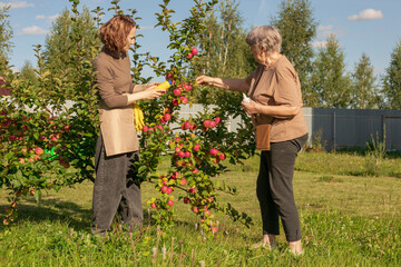 women meet and discuss the apple harvest