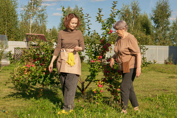 women meet and discuss the apple harvest