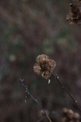 closeup of common burdock bur (Arctium minus)